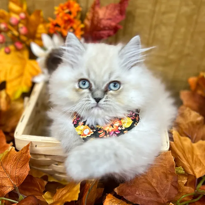 Female Persian kitten for sale at Petland -  Ft Walton.