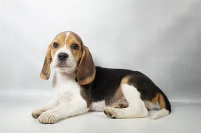 Male Beagle puppy for sale at Petland -  Ft Walton.