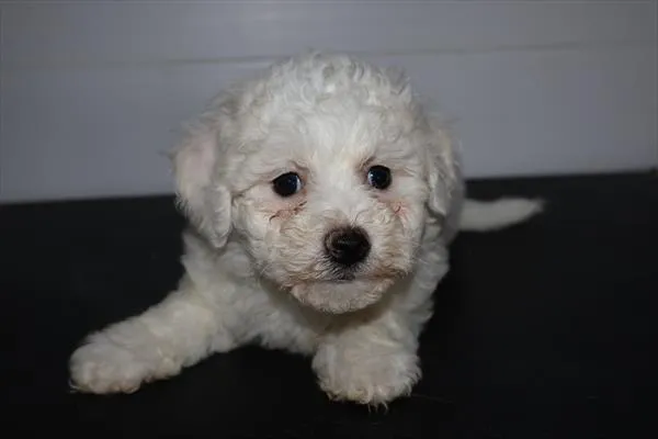 Female Bichon Frise puppy for sale at Petland -  Ft Walton.