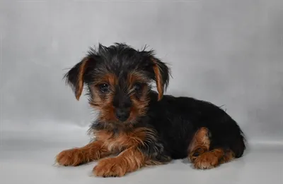 Male Yorkshire Terrier puppy for sale at Petland -  Ft Walton.