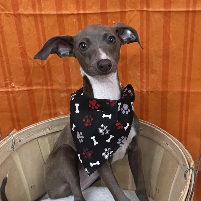 Male Italian Greyhound puppy for sale at Petland -  Ft Walton.