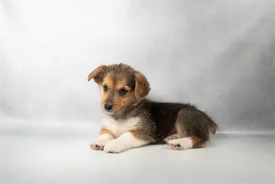 Female Pembroke Welsh Corgi puppy for sale at Petland -  Ft Walton.