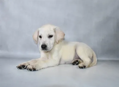 Male Labrador Retriever puppy for sale at Petland -  Ft Walton.