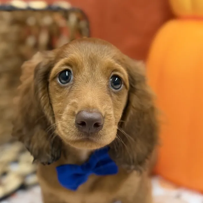 Male Dachshund puppy for sale at Petland -  Ft Walton.