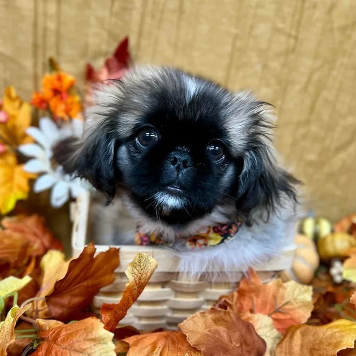 Female Pekingese puppy for sale at Petland -  Ft Walton.