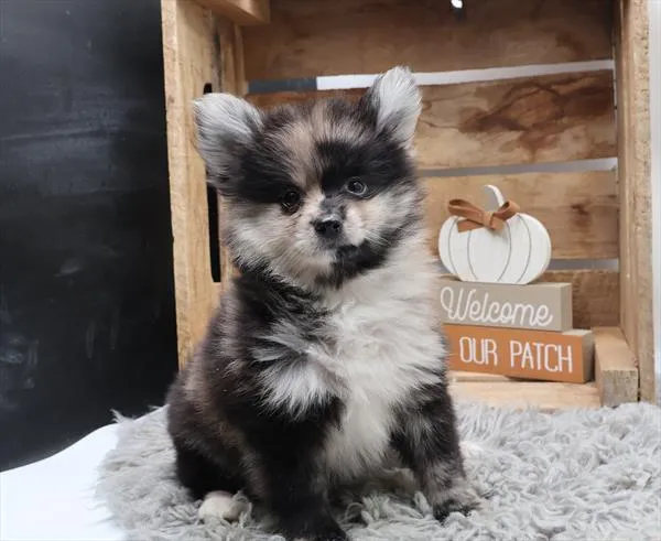 Male Pomeranian puppy for sale at Petland -  Ft Walton.