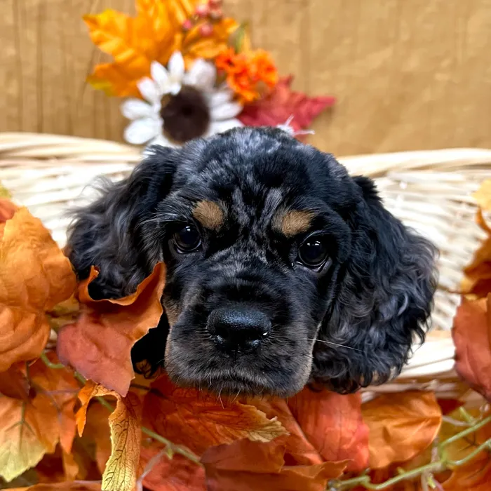 Female Cocker Spaniel puppy for sale at Petland -  Ft Walton.