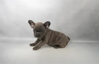 Female French Bulldog puppy for sale at Petland -  Ft Walton.