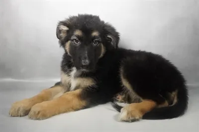 Female Alaskan Malamute puppy for sale at Petland - Pensacola.