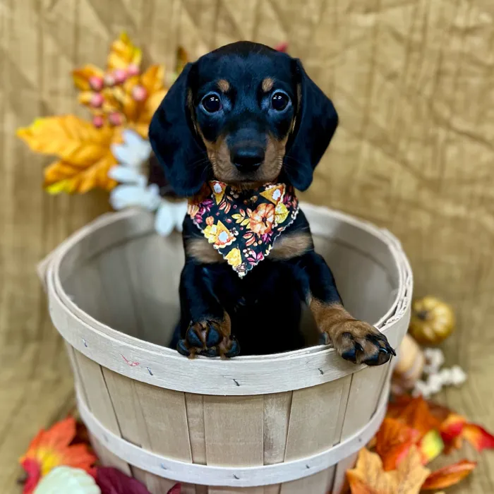Male Dachshund puppy for sale at Petland -  Ft Walton.