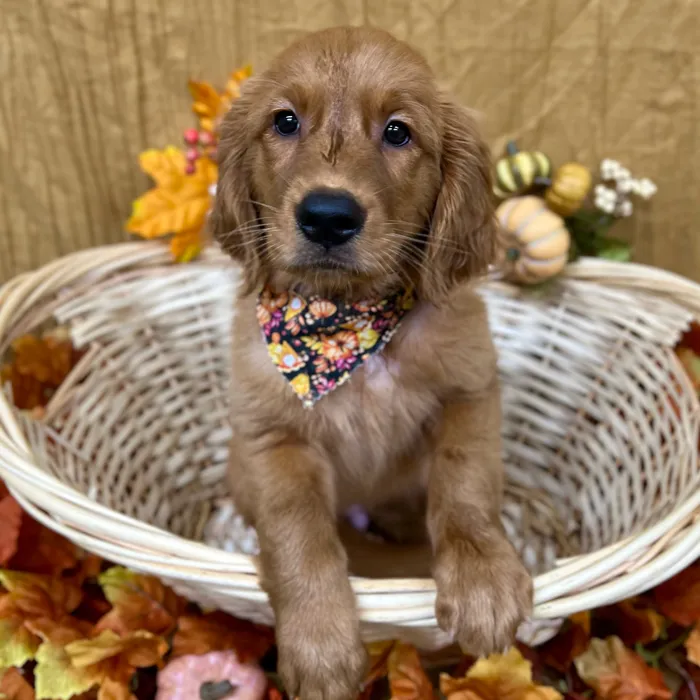 Female Golden Retriever puppy for sale at Petland -  Ft Walton.