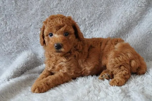 Female Poodle puppy for sale at Petland -  Ft Walton.