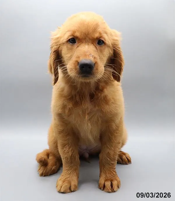 Female Golden Retriever puppy for sale at Petland -  Ft Walton.