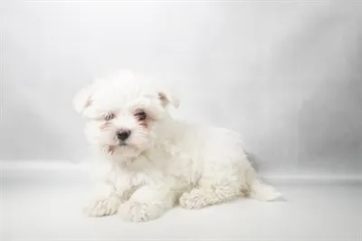 Male Maltese puppy for sale at Petland -  Ft Walton.