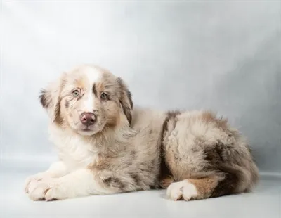 Female Australian Shepherd puppy for sale at Petland -  Ft Walton.