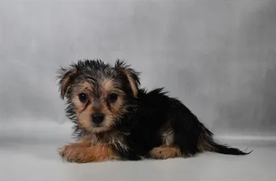 Female Morkie puppy for sale at Petland -  Ft Walton.