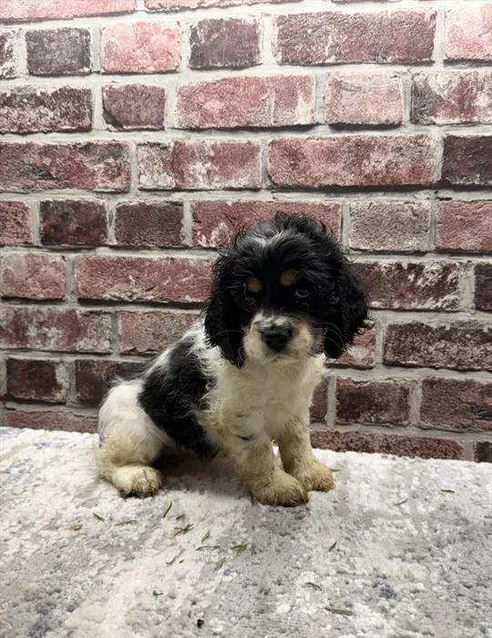 Female Cocker Spaniel puppy for sale at Petland -  Ft Walton.