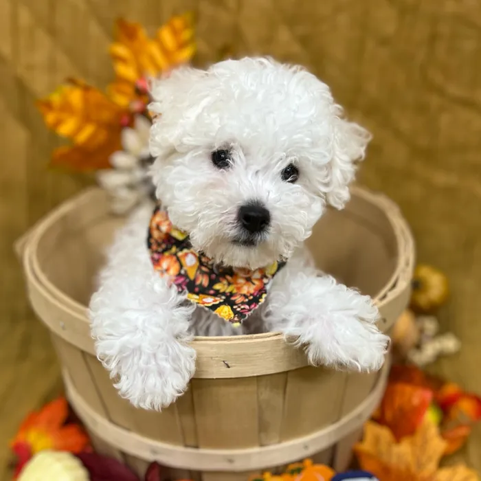 Male Bichon Frise puppy for sale at Petland -  Ft Walton.