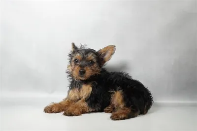 Male Yorkshire Terrier puppy for sale at Petland -  Ft Walton.