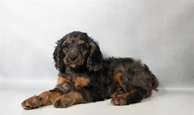 Female Cockapoo puppy for sale at Petland -  Ft Walton.