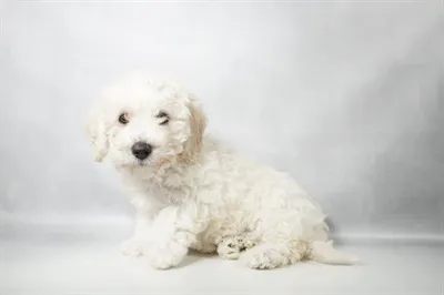 Male Bichon-Poodle puppy for sale at Petland -  Ft Walton.