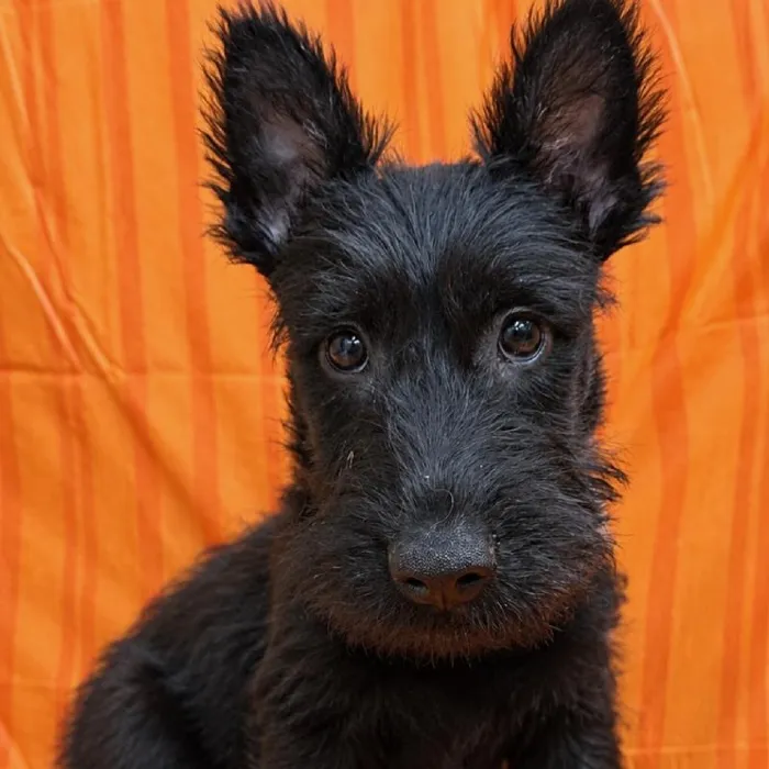 Male Scottish Terrier puppy for sale at Petland -  Ft Walton.