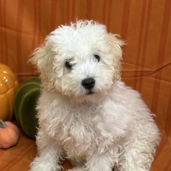 Male Bichon-Poodle puppy for sale at Petland -  Ft Walton.