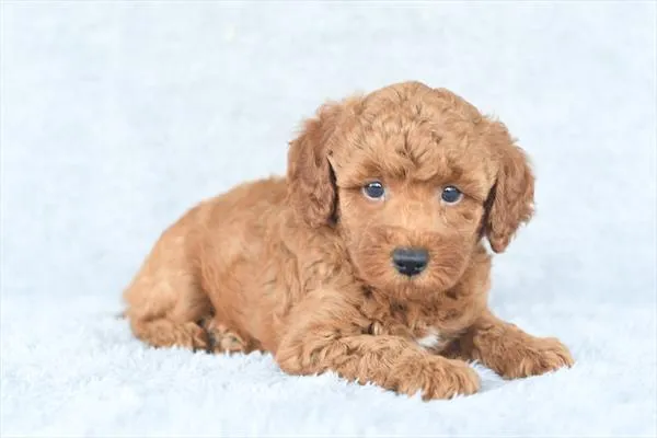 Male Poodle puppy for sale at Petland -  Ft Walton.