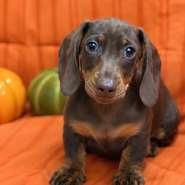 Male Dachshund puppy for sale at Petland -  Ft Walton.