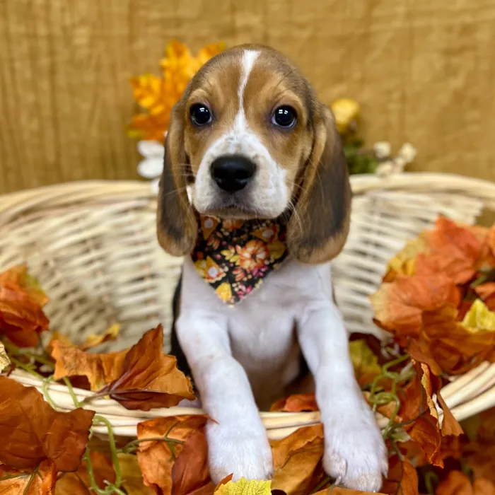 Male Beagle puppy for sale at Petland -  Ft Walton.