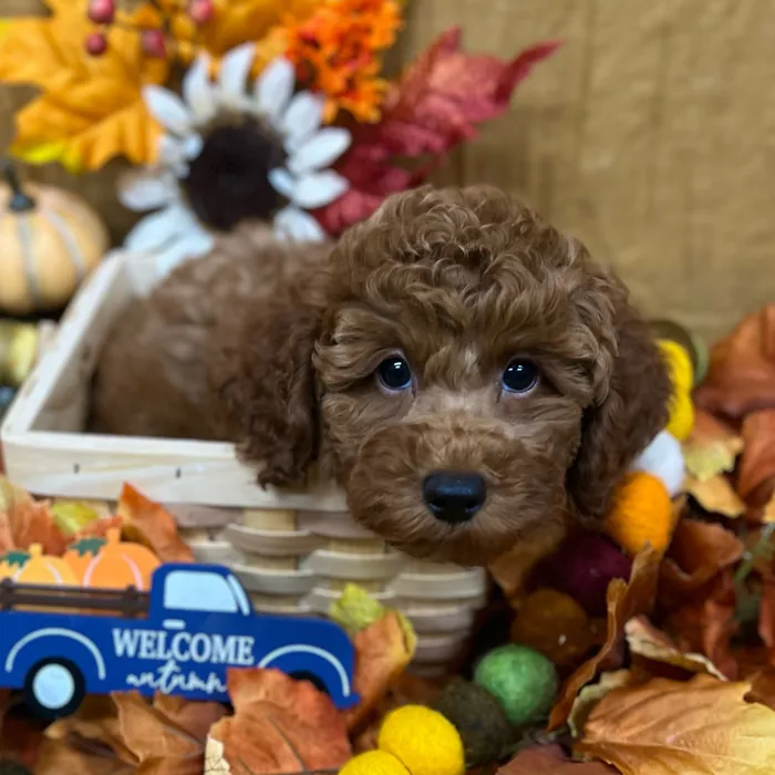 Male Poodle puppy for sale at Petland -  Ft Walton.