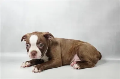 Male Boston Terrier puppy for sale at Petland -  Ft Walton.