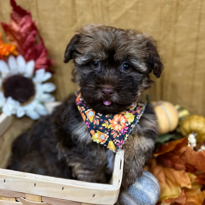 Female Havanese puppy for sale at Petland -  Ft Walton.