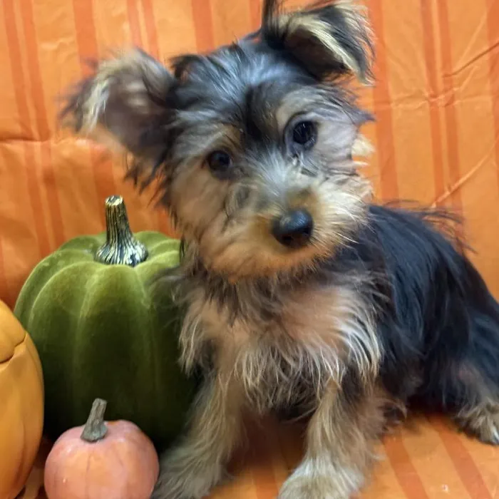 Female Silky Terrier puppy for sale at Petland -  Ft Walton.