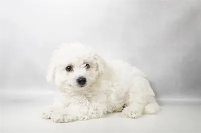 Male Teddy Bear puppy for sale at Petland -  Ft Walton.