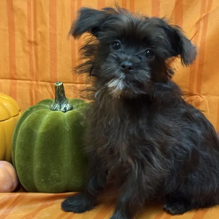 Female Morkie puppy for sale at Petland -  Ft Walton.