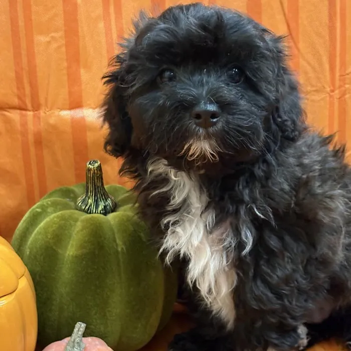 Male Shih Tzu puppy for sale at Petland -  Ft Walton.