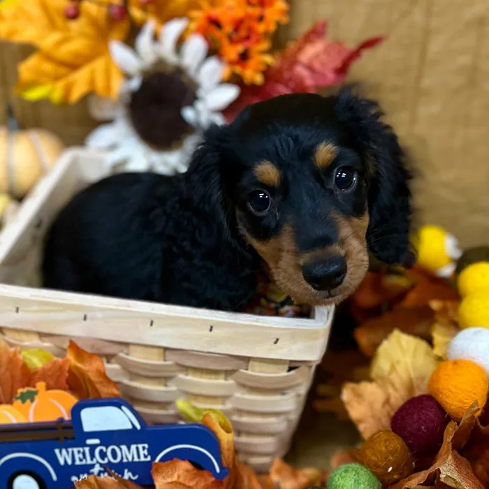 Female Dachshund puppy for sale at Petland -  Ft Walton.