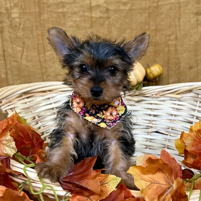 Male Yorkshire Terrier puppy for sale at Petland -  Ft Walton.