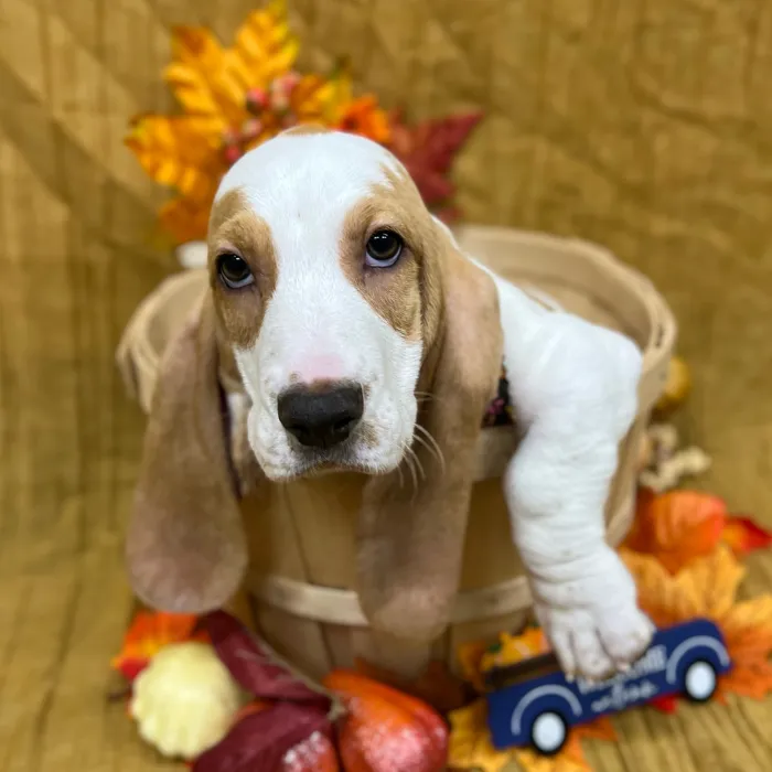 Male Basset Hound puppy for sale at Petland -  Ft Walton.