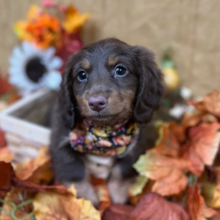 Female Dachshund puppy for sale at Petland -  Ft Walton.