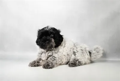 Female Coton De Tulear puppy for sale at Petland -  Ft Walton.
