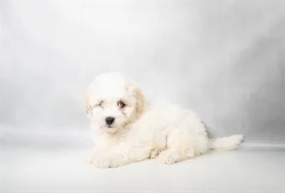 Female Coton De Tulear puppy for sale at Petland -  Ft Walton.