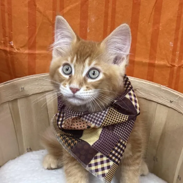 Male Maine Coon kitten for sale at Petland -  Ft Walton.