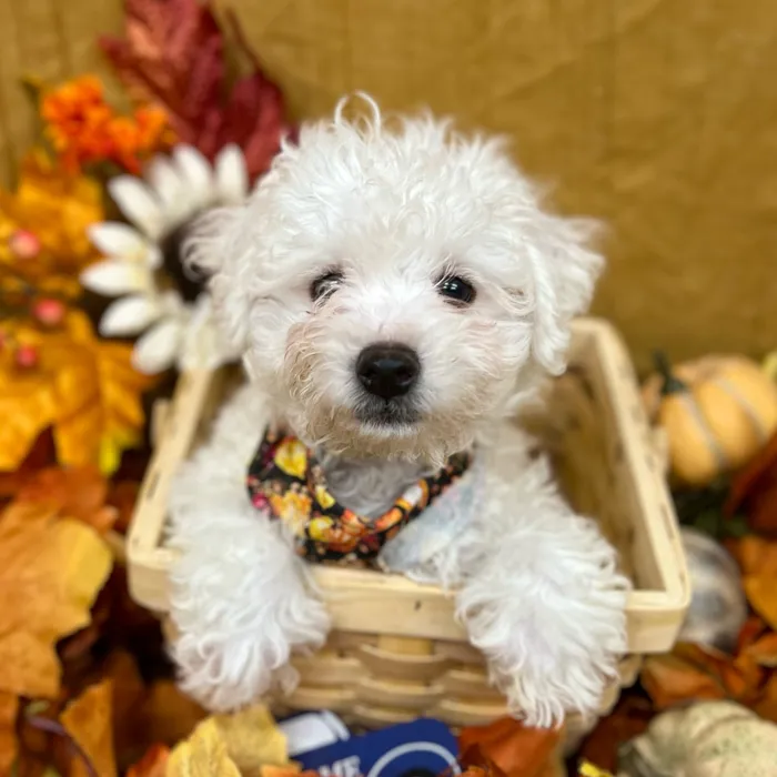 Male Bichon Frise puppy for sale at Petland -  Ft Walton.