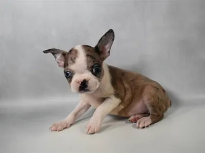 Male Boston Terrier puppy for sale at Petland -  Ft Walton.