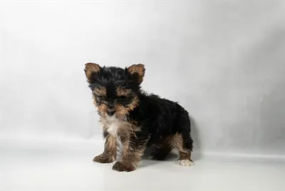 Female Yorkshire Terrier puppy for sale at Petland -  Ft Walton.