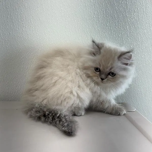 Female Persian kitten for sale at Petland -  Ft Walton.