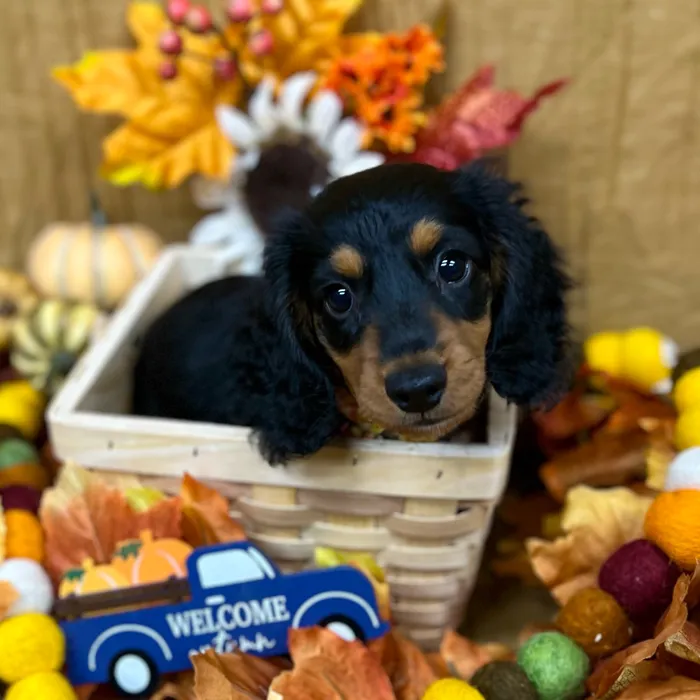Female Dachshund puppy for sale at Petland -  Ft Walton.