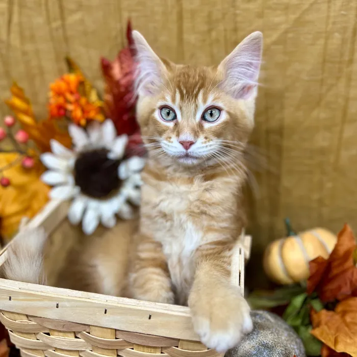 Male Maine Coon kitten for sale at Petland -  Ft Walton.